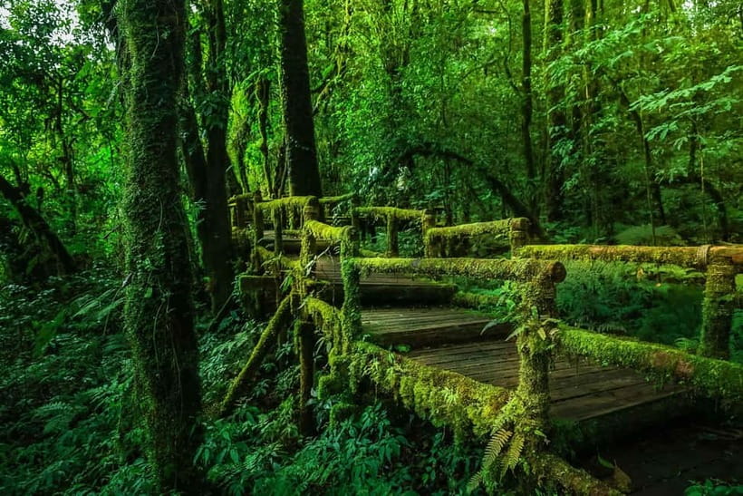 Chiang Mai: Doi Inthanon Trip with Pha Dok Siew Guided Trek - Thailand’s highest point, with modest expectations
