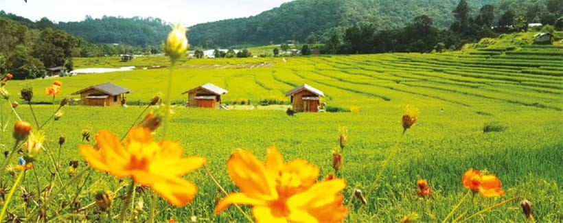 Chiang Mai: Doi Inthanon Trip with Pha Dok Siew Guided Trek - Is the $50 price good value?