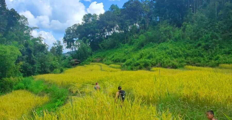 Chiang Mai: Elephant Sanctuary & Jungle Trek w/ Waterfall - Bamboo rafting on the Mae Wang River