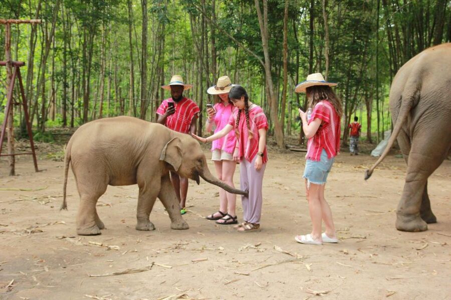 Chiang Mai: Full-Day Kerchor Elephant Eco Park Tour & Trek - Key points to know before booking