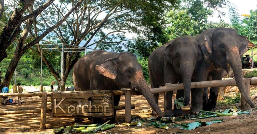 Chiang Mai: Full-Day Kerchor Elephant Eco Park Tour & Trek - Who will enjoy this tour most