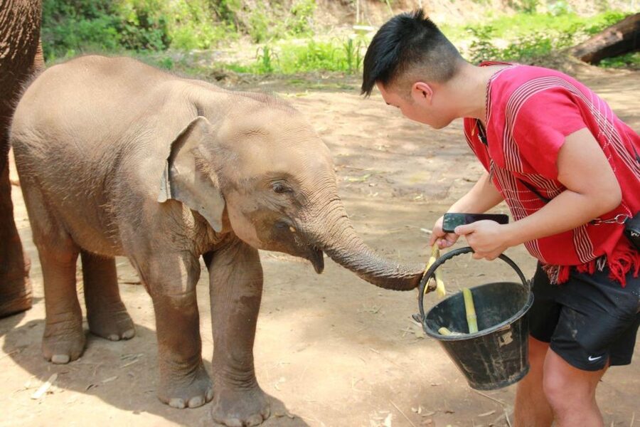 Chiang Mai: Full-Day Kerchor Elephant Eco Park Tour & Trek - Thai lunch with a view of the park