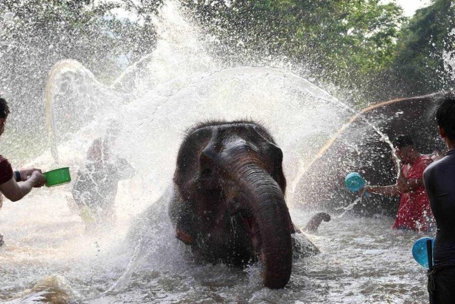 Chiang Mai: Full-Day Kerchor Elephant Eco Park Tour & Trek - A waterfall walk with slippery sections