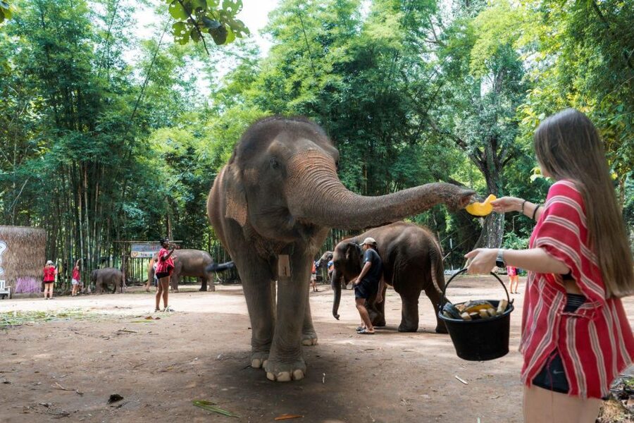 Chiang Mai: Full-Day Kerchor Elephant Eco Park Tour & Trek - Bamboo rafting on a shallow, sometimes muddy river