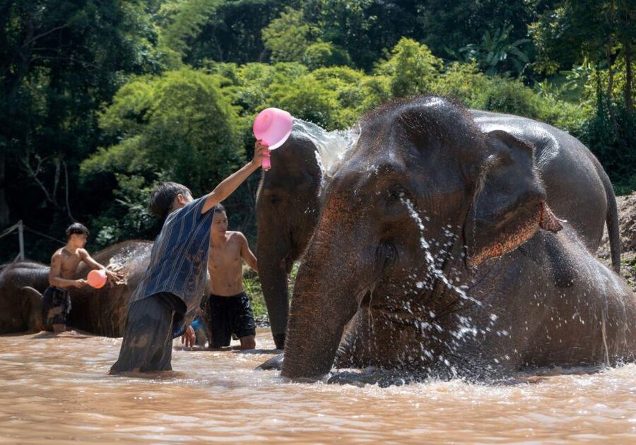 Chiang Mai: Full-Day Kerchor Elephant Eco Park Tour & Trek - Transport from Chiang Mai and the timing to expect