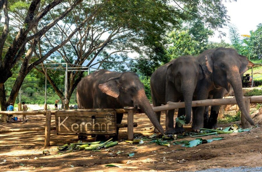 Chiang Mai: Full-Day Kerchor Elephant Eco Park Tour & Trek - What the $57 price really covers