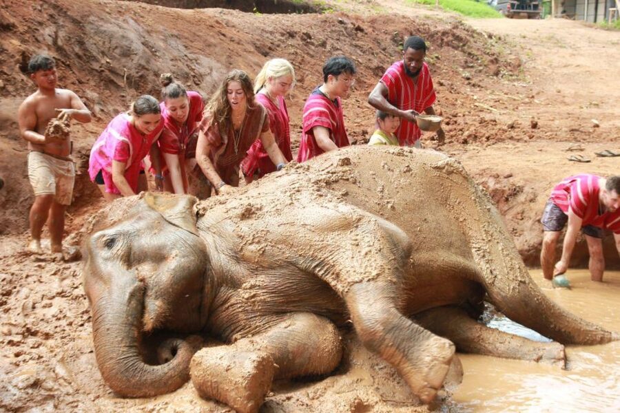 Chiang Mai: Full-Day Kerchor Elephant Eco Park Tour & Trek - Feeding, bathing, and watching the elephants socialize