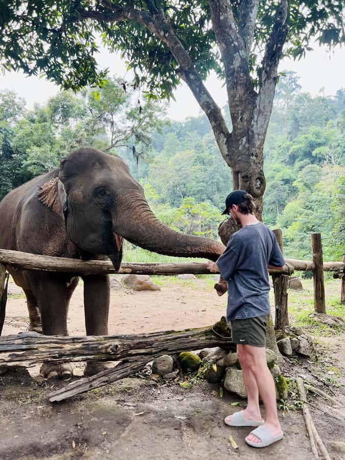 Chiang Mai Full-Day: Trekking, Tubing & Elephant Observation - Who will get the most from this tour