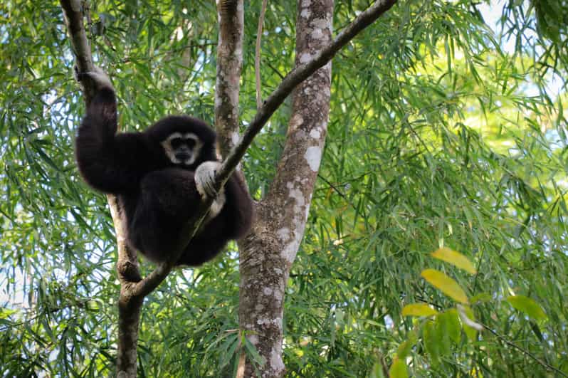 Chiang Mai: Gibbons, Trekking & Mae Kampong Small Group Tour - Key points to know before booking