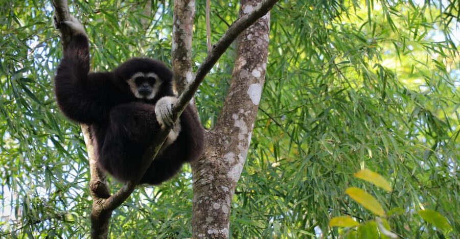 Chiang Mai: Gibbons, Trekking & Mae Kampong Small Group Tour - The waterfall and coffee break