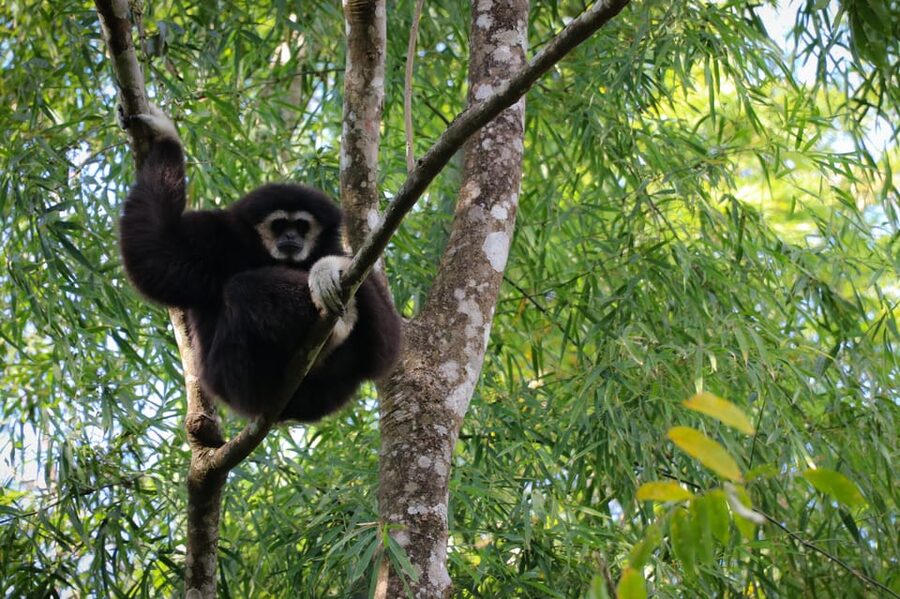 Chiang Mai: Gibbons, Trekking & Mae Kampong Small Group Tour - Is $77 good value?
