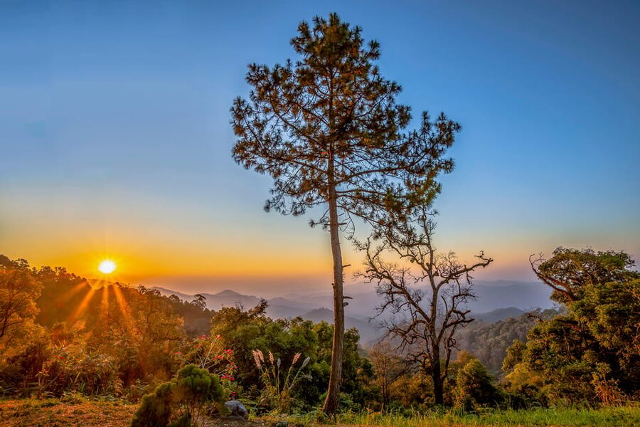Chiang Mai: Gibbons, Trekking & Mae Kampong Small Group Tour - Who should take this tour?