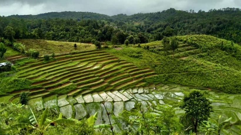 Chiang Mai: Jungle Trek, Elephants care & Bamboo Rafting - Hiking through forest and Karen country