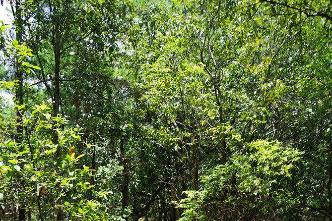 Chiang Mai Trekking Tour :Full day (no rafting) - What the $64.53 price really covers