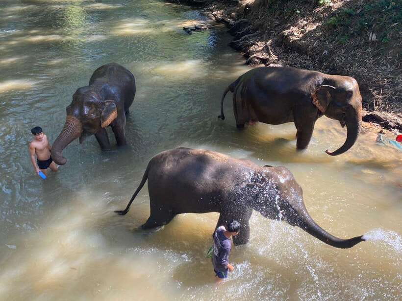 Chiang Mai Untouched Elephant: Nature Walk & Waterfall Trek - Why this elephant experience feels different