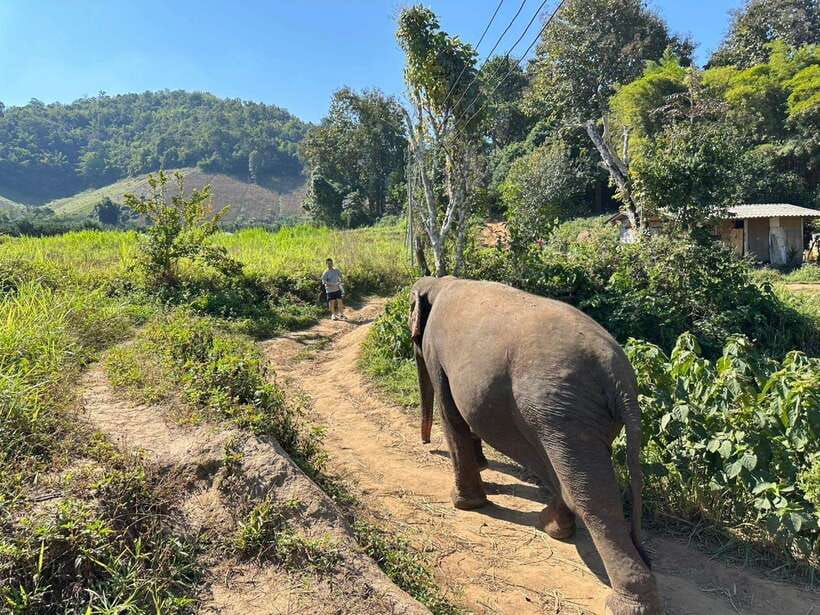 Chiang Mai Untouched Elephant: Nature Walk & Waterfall Trek - Lunch with local families