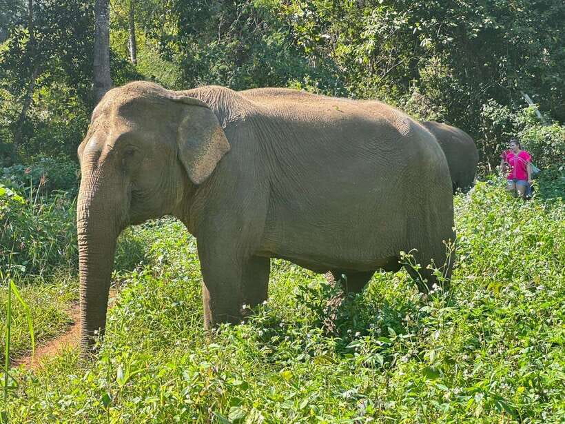 Chiang Mai Untouched Elephant: Nature Walk & Waterfall Trek - Who should book this day with elephants