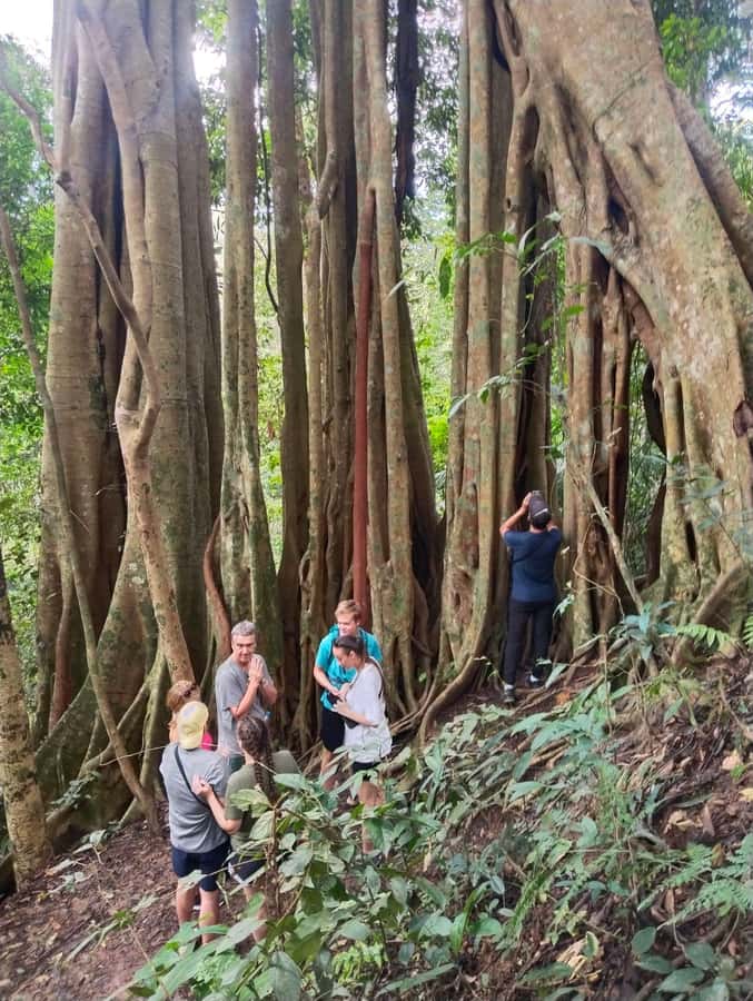 Chiangmai : Doi Pui Summit Hiking Experience - How to prepare for the heat, rain, and insects