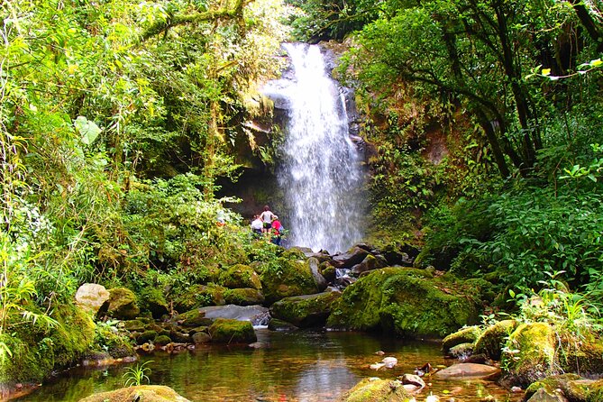 Cloud Forest Wildlife Hike 8:30am (Minimum of 2 people required ) - Choosing the Pipeline Trail