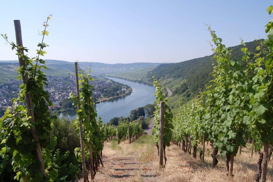 Cochem, Moselle: Wine experience hike with boat trip - The short walk from Bruttig to the winery