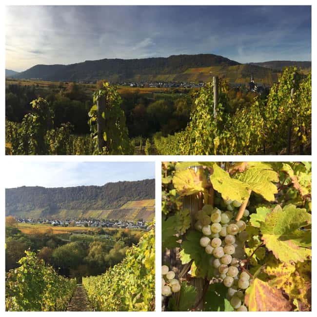 Cochem, Moselle: Wine experience hike with boat trip - Small details that can improve the day