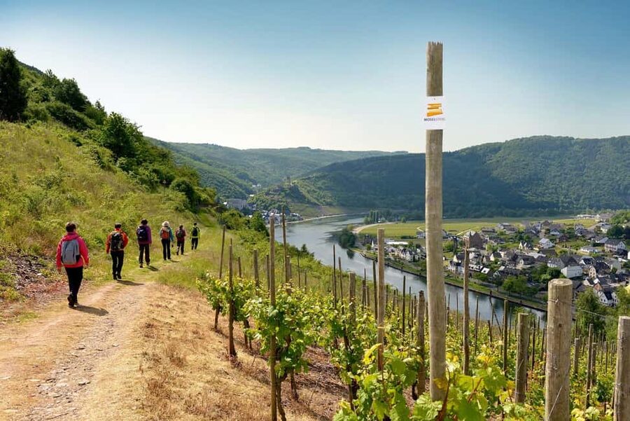 Cochem, Moselle: Wine experience hike with boat trip - An hour among the Moselle vines