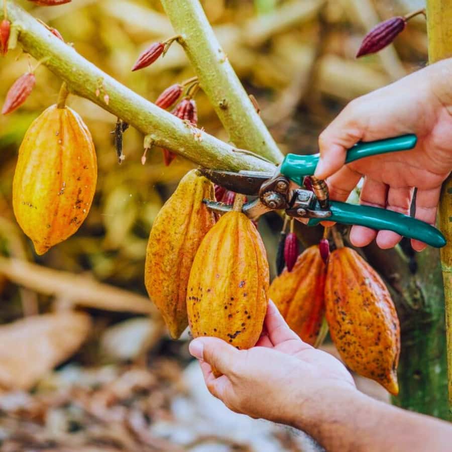 Coffee, Cocoa and Trekking Tour in Minca: Nature, Crops and Production - The forest walk through Sierra Nevada scenery
