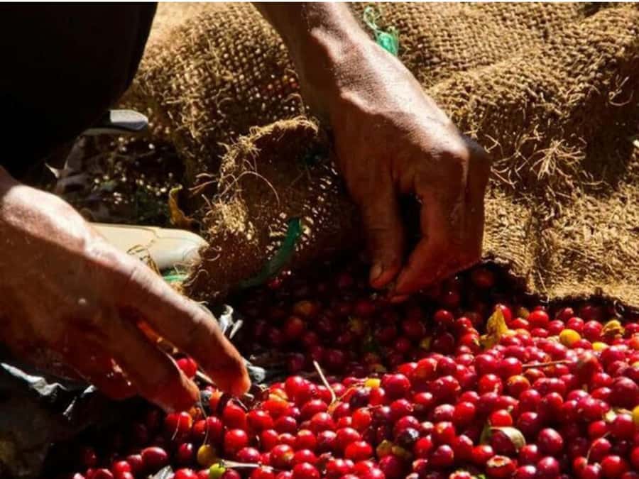 Coffee, Cocoa and Trekking Tour in Minca: Nature, Crops and Production - What the $41 price covers