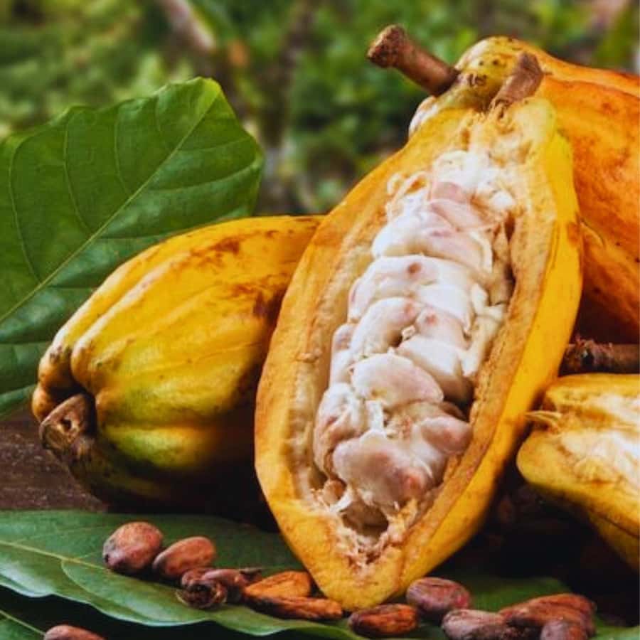 Coffee, Cocoa and Trekking Tour in Minca: Nature, Crops and Production - Should you book the Minca coffee and cocoa trek?