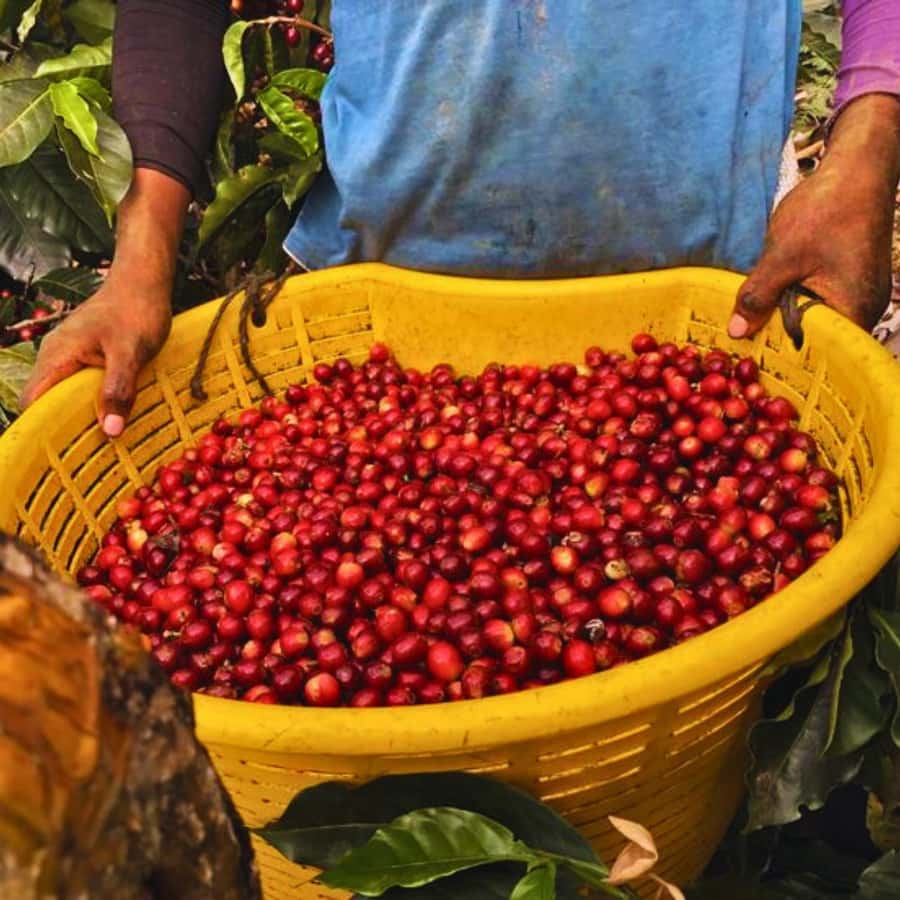 Coffee, Cocoa and Trekking Tour in Minca: Nature, Crops and Production - Starting at Minca Park and the village bridge