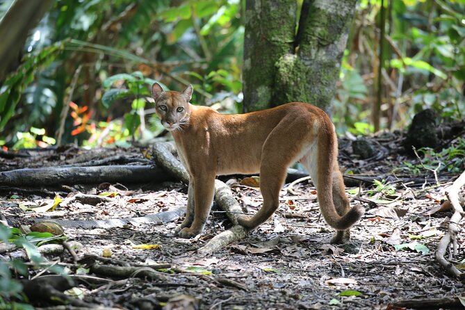Corcovado National Park Hike - From Uvita - A long boat ride from Uvita to the rainforest