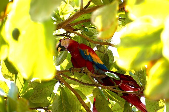 Corcovado National Park Hike - From Uvita - Three hours on tropical forest trails