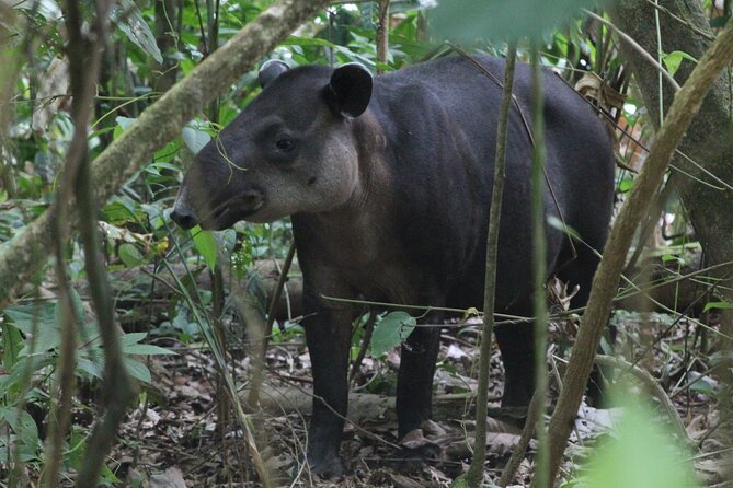 Corcovado National Park Hike - From Uvita - Reaching San Pedrillo and handling park limits