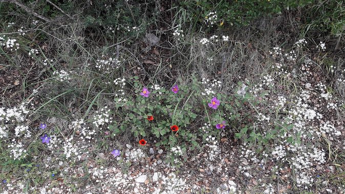 Corfu from Above: Hiking at the Highest Peak of Corfu - Timing: allow a full morning and more