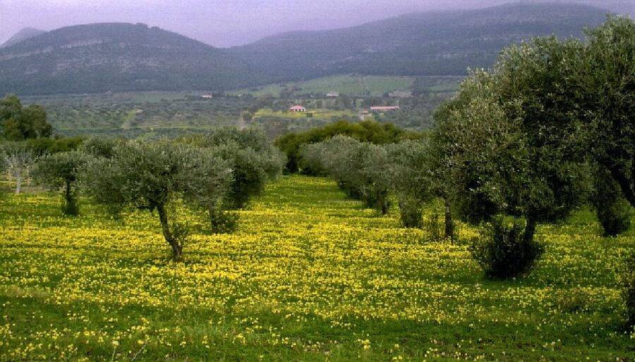 Corfu: Hiking in Olive Groves,Village,Sunset,with Swim Stop - Liapades at sunset