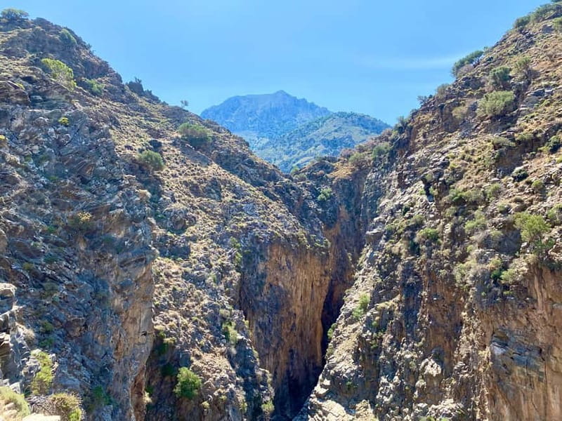 Crete: Kavousi Canyon Guided Hike & Beach Swim - The Olive Tree That Makes Kavousi Memorable