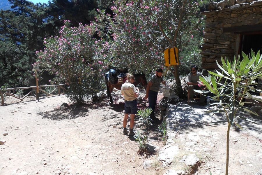 Crete: Samaria Gorge Hiking with transfer and expert Escort - A Guide Who Supports Without Controlling Your Pace
