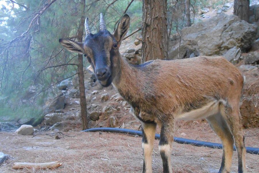 Crete: Samaria Gorge Hiking with transfer and expert Escort - Should You Book It?