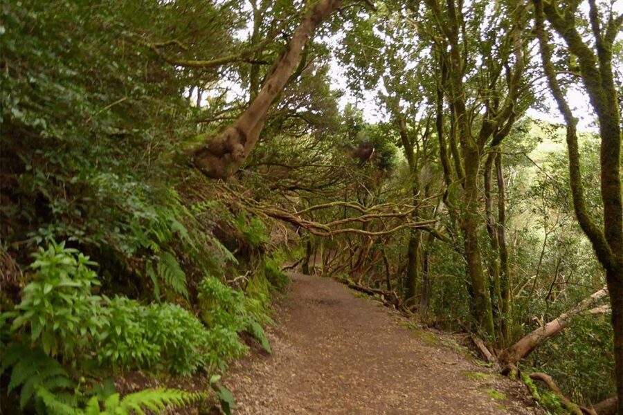Cruz del Carmen: Hiking in Anaga with Local Food Products - Walking toward Taborno and the volcanic dome