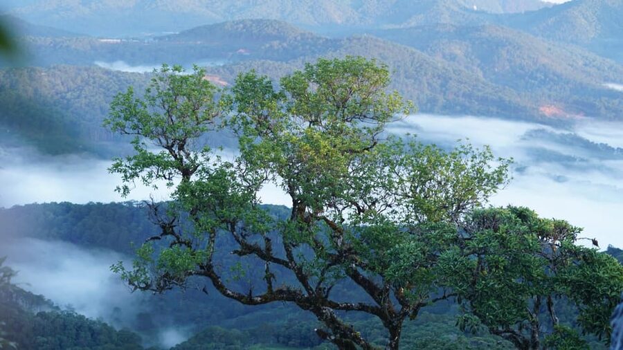 Dalat Trekking to Langbiang mt - Should you book Langbiang Mountain?