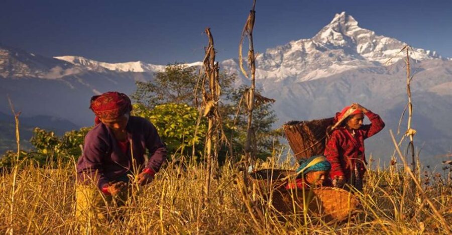 Day Hike at Annapurna Foothills - Should You Book the Kande to Dhampus Route?