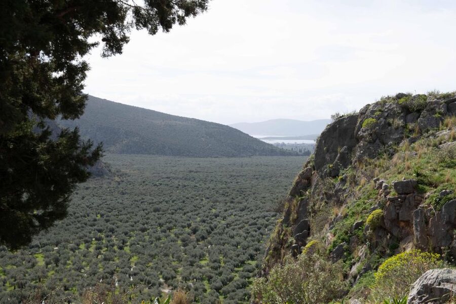 Delphi: Easy Hike on Ancient Path through the Olive Groves - Chriso and the olive groves