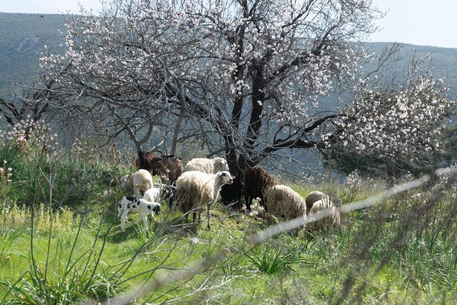 Delphi: Easy Hike on Ancient Path through the Olive Groves - How the experience compares with a standard Delphi visit
