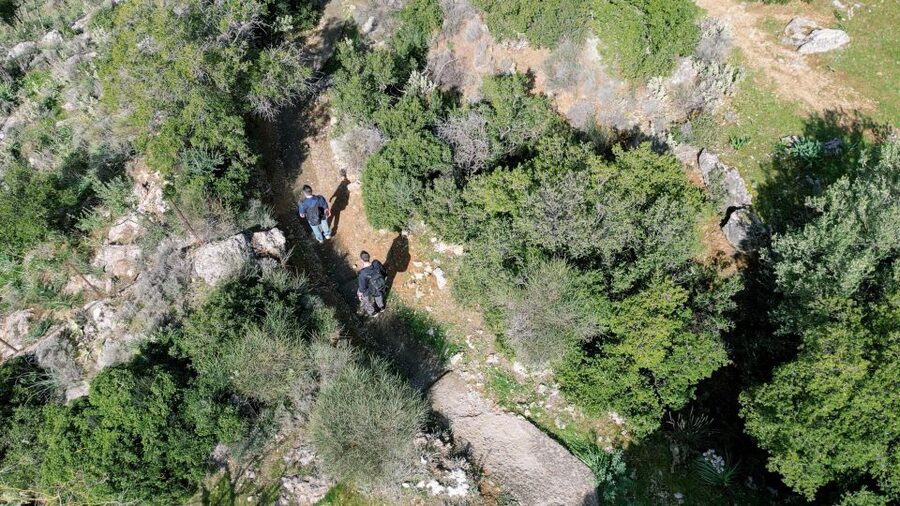 Delphi: Easy Hike on Ancient Path through the Olive Groves - Price, timing, and overall value