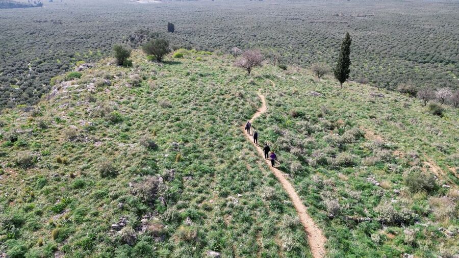 Delphi: Easy Hike on Ancient Path through the Olive Groves - Who should book this walk