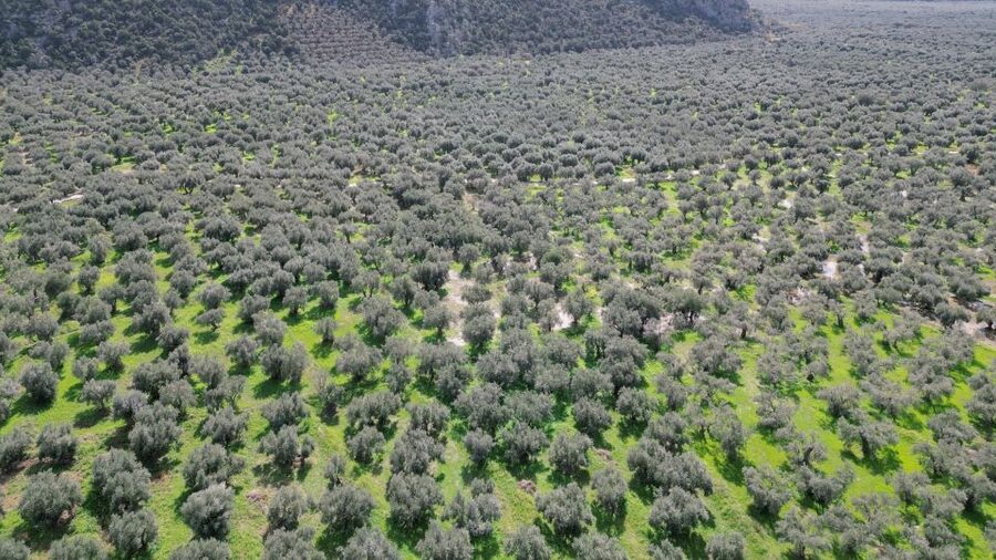 Delphi: Easy Hike on Ancient Path through the Olive Groves - What to bring and how to prepare