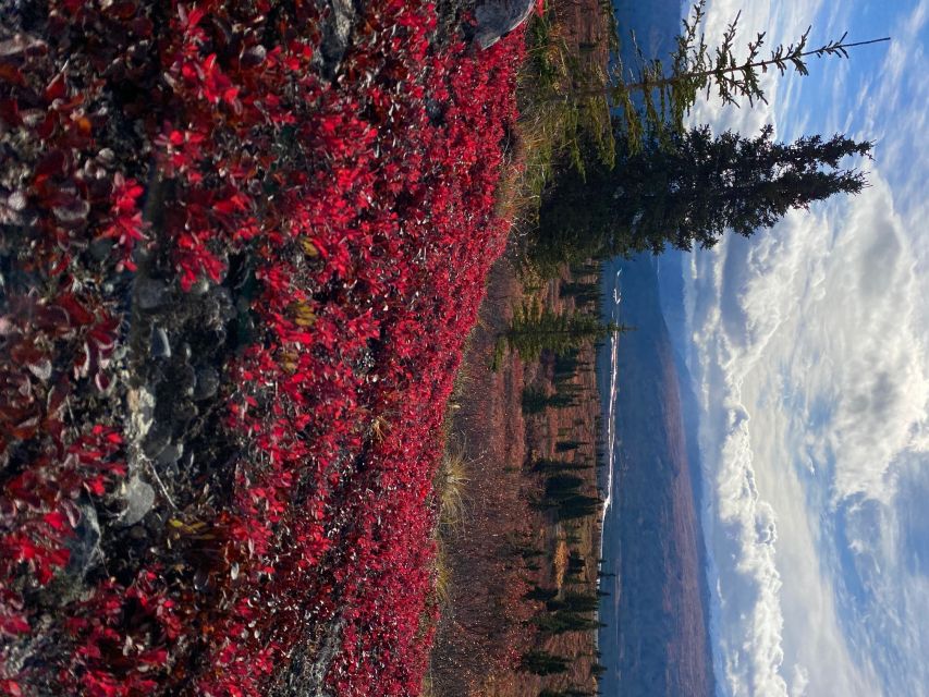 Denali: 5-Hour Guided Wilderness Hiking Tour - A hard climb with a big Denali payoff
