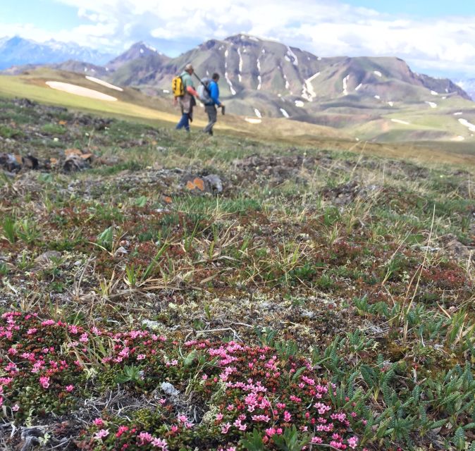 Denali: 5-Hour Guided Wilderness Hiking Tour - What the four to five hours feel like