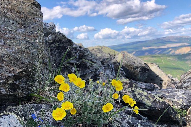 Denali 5 Hour Hiking Tour with Naturalist Guide - What makes the small group valuable