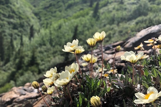Denali 5 Hour Hiking Tour with Naturalist Guide - Pickup, timing, and the $182 price